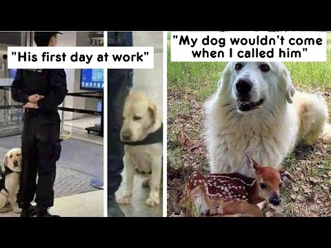 Reasons Why Dogs Are Better Than Cats, And Here Are The Pics And Memes To Prove It