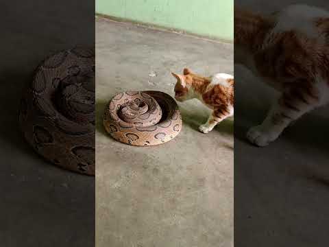 Love is Russell's viper and cat #snakerescue #snakebait #praveenpanchal #shorts
