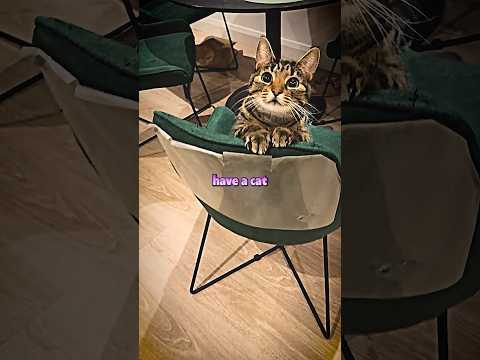 Cats Make You More Attractive