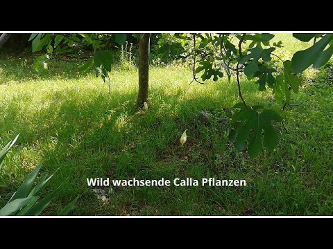 Calla Pflanzen in meinem Garten