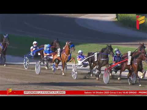 V corsa del 14 ottobre 2023 - 3 Anni Reclamare - Metri 1600