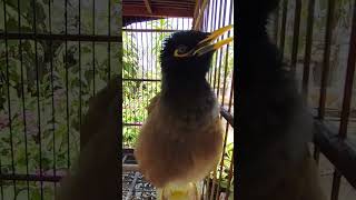 Download lagu jalak nias gacor full isian mewah part4 mp3