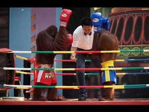 Шоу орангутанов, часть 2. Orangutan show 2. "Safari World", Бангкок Таиланд