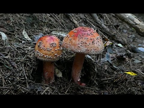 Jestive i otrovne gljive u četinarskoj šumi