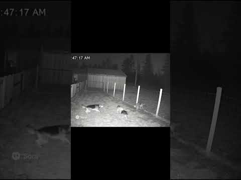 Wolf sneaks in at midnight… but the dogs were ready 🐺⚔️🐕 #CCTV #Wildlife