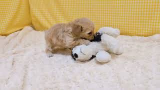 ハーフ犬の動画01