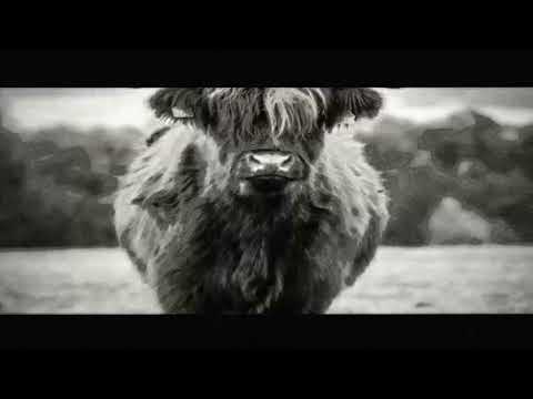 Yacs, but lots  (Music Video)