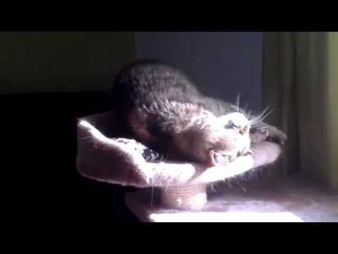 3.7.2013 - Kesäpesä häirittee Stiinan nautiskelua ;)