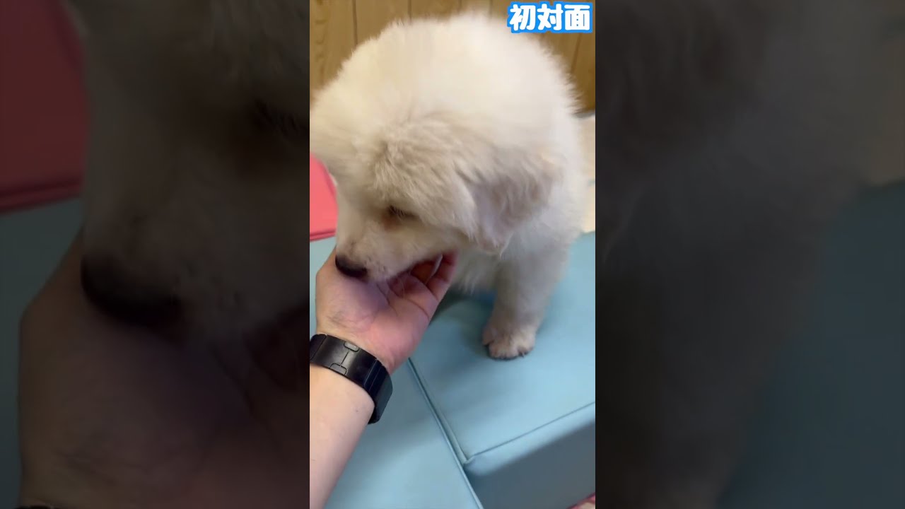 【生後1ヶ月】グレートピレニーズの赤ちゃんをお迎えしました。