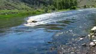 preview picture of video 'Fishing the Big Hole River in Montana'