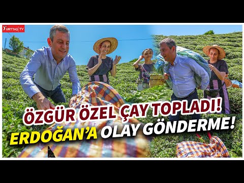 Özgür Özel Rize’de çay topladı! Erdoğan’a olay gönderme!