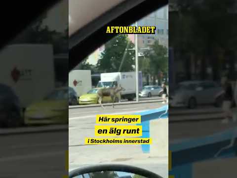 Älg mitt i rusningstrafiken: ”Svinrädd”
