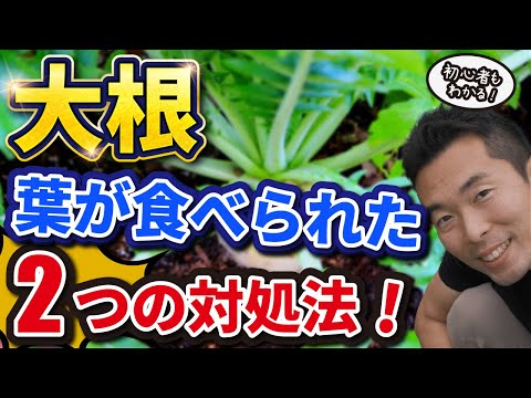 穴の開いた大根の葉 ノミ・カブトムシ 害虫 どうすればよいか 解決策