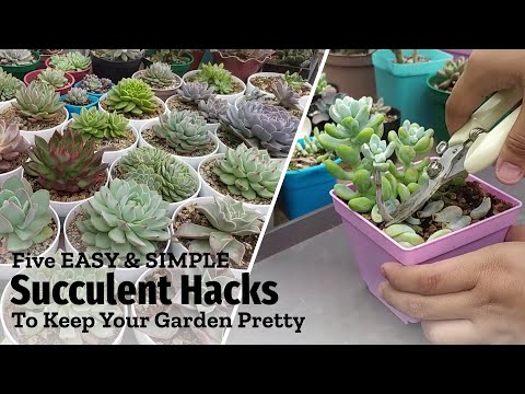 Get Your Echeveria Organized With This Hack