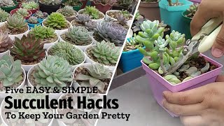 5 EASY Succulent HACKS For A Prettier & Healthier Garden