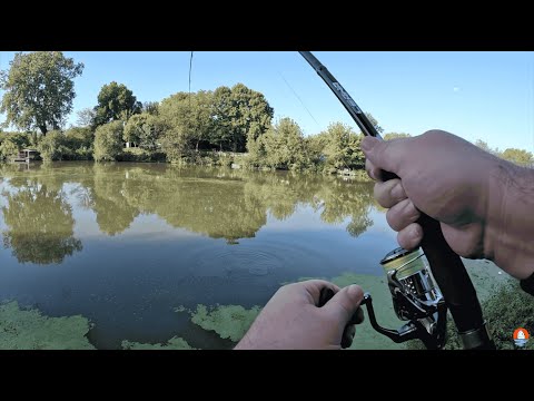 Pecanje soma na glavinjaru - Catfish - Waller - Kraljevo Zapadna Morava Sezona 2024