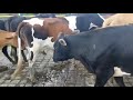 Vacas Horras Venta