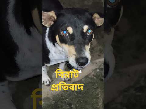 @krishik6549 #Dogs talk so beautifully? #You'll be surprised to see the dog's story #streetdog #v...