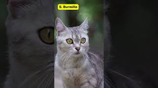 Download lagu 8 Types of Short-Haired Cats That Are Easy to Care For mp3