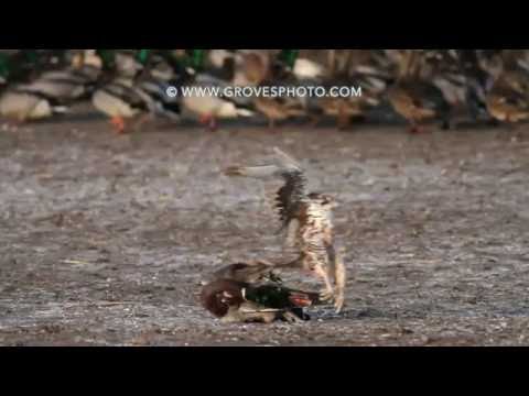 Prairie Falcon takes out a drake mallard