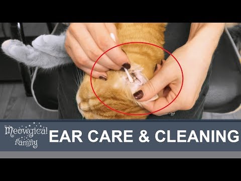 😻 Easy: Ear mites?! How to clean cat's ears?