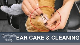 Ear mites?! How to clean cat's ears?