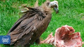 Vultures eating dead animal