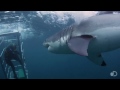 18-Foot Shark Attacks Cage | Great White Serial Killer