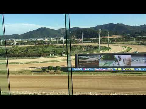 Horse race, Let's run park ,Busan