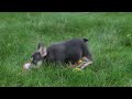 French Bulldog dogs for sale: Blessing - Video 1