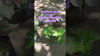 Download lagu What's app 0713609685 message or call mp3