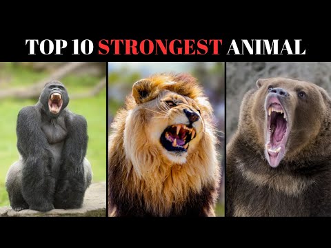 Top 10 Strongest Animals in the World | Unbelievable Animal Power!