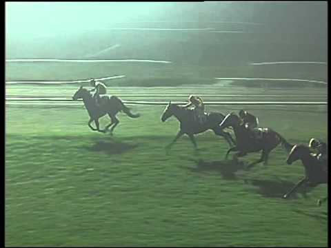 Galoppo 23/12/2015 - 7° corsa