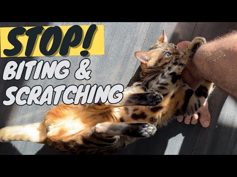 AGRESSIVE CAT? This can help! - Stop a Cat Biting and Scratching