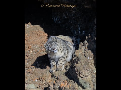 Snow Leopard Tour in the Altai Mountains, Western Mongolia Feb-Mar 2024