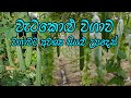 වැටකොළු වගාව වැටකොලු Ribbed Gourd Cultivation Wetakolu Wagawa Ho