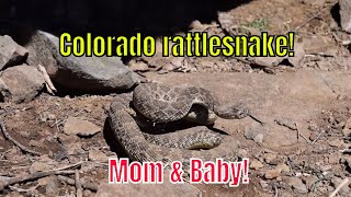 Mom rattlesnake with baby
