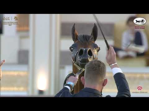 N 112 MARIA MAGDALENA NWA   Katara International Arabian Horse Festival   Fillies 3 Years Old Class