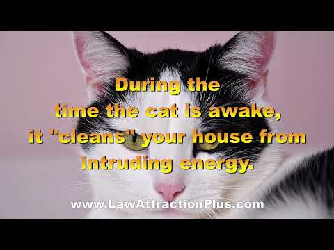 The Purifying Energy of Cats