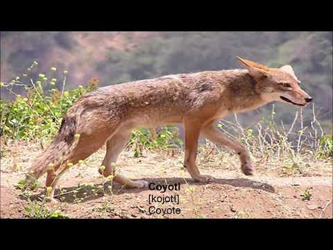 Basic Vocabulary in Classical Nahuatl language