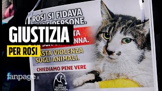 Roma, il quartiere Tor Tre Teste scende in piazza per la gattina Rosi: "Non restiamo in silenzio"