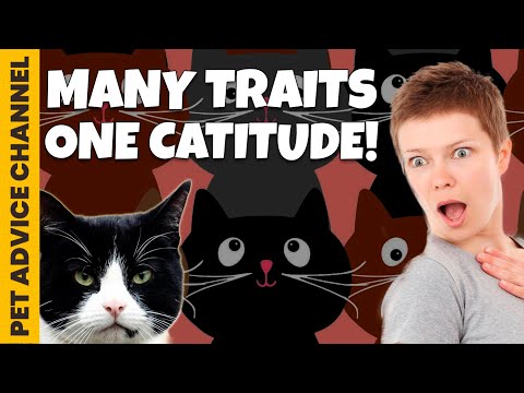 5 types of cat personalities