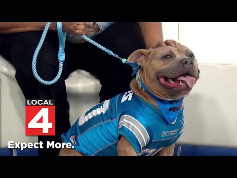 Pet of the Week: Meet Buddy - YouTube