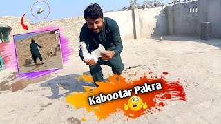 High Flyer Kabotar Pakra 😍 | Pigeon Catching Video 2023 | Kabootar Bazi Video |