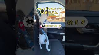 【フレブルVlog】フレブルは甘えん坊🐶🐾 #shorts