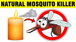 How To Get Rid Of Mosquitoes in Your Yard  Naturally