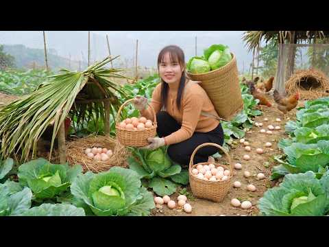 A Peaceful Day Turns Busy – Collecting Eggs, Harvesting Cabbage & Digging Bamboo Shoots