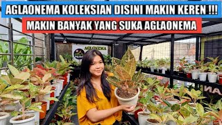 Download lagu Stok aglaonema disini makin keren !!! || Makin banyak yang suka aglaonema mp3