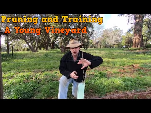 Pruning a Young Vineyard in the First Year and Running Foliage Wires
