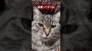 今週も一週間お疲れ様だったにゃー 頑張ってネコ  轟はじめ イラン 戦争早く終わってほしいにゃー